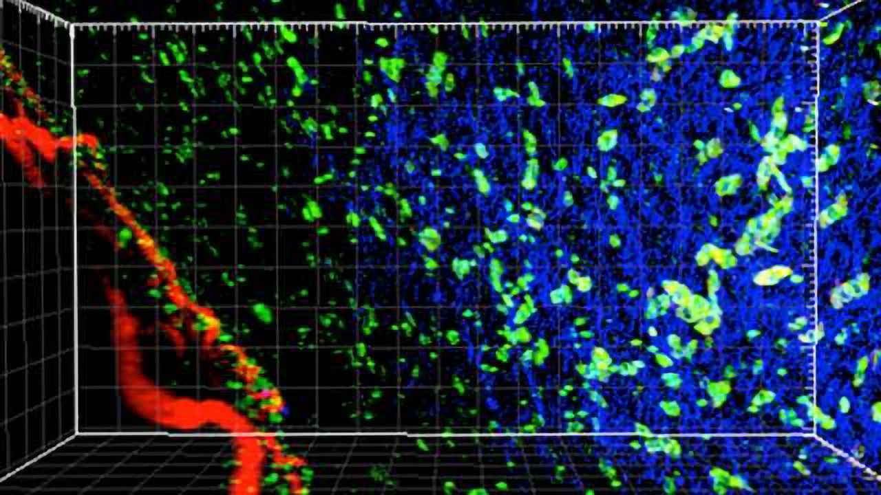Targeting Tregs Could Give Immunotherapy a Big Boost