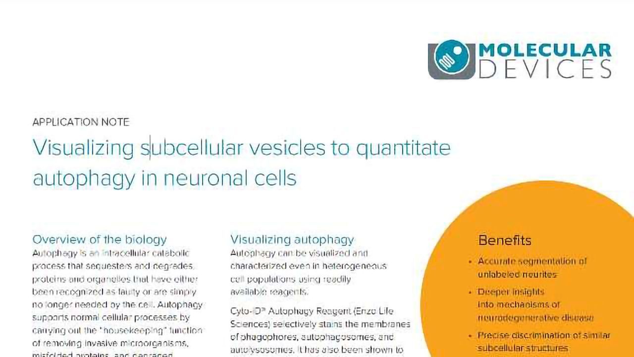 Visualizing Subcellular Vesicles to Quantitate Autophagy in Neuronal Cells