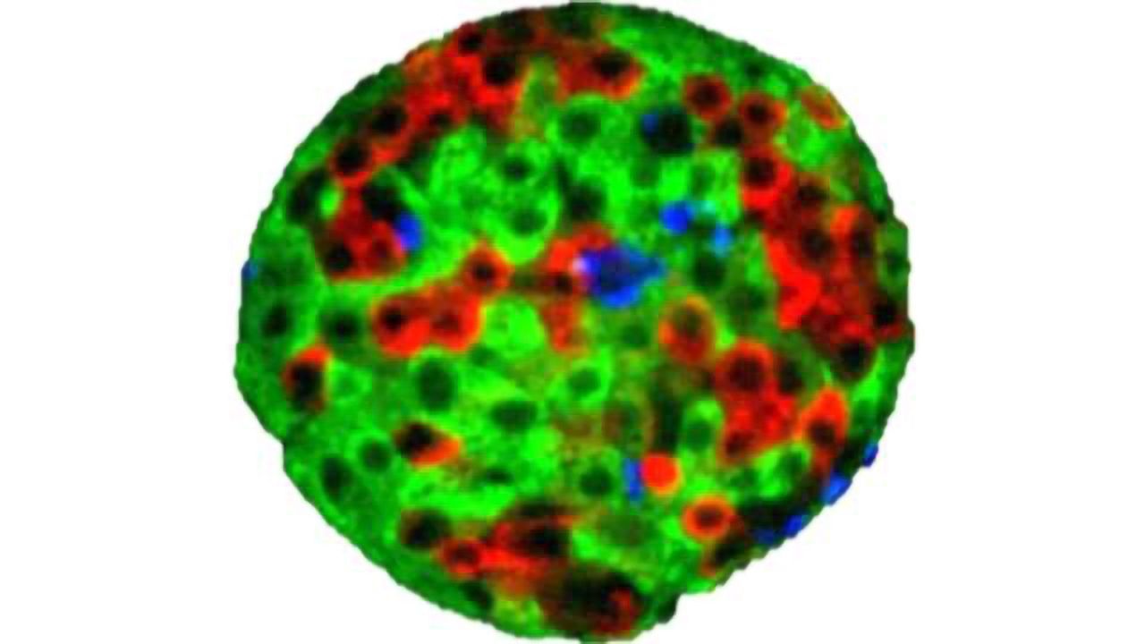 ADA Presentations Highlight Superior Functionality of InSphero Standardized Islet Microtissues for Diabetes Drug Screening