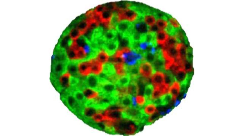 ADA Presentations Highlight Superior Functionality of InSphero Standardized Islet Microtissues for Diabetes Drug Screening content piece image