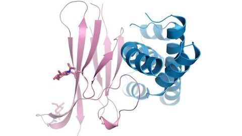 3D Images Show How Sperm Binds to the Egg Surface