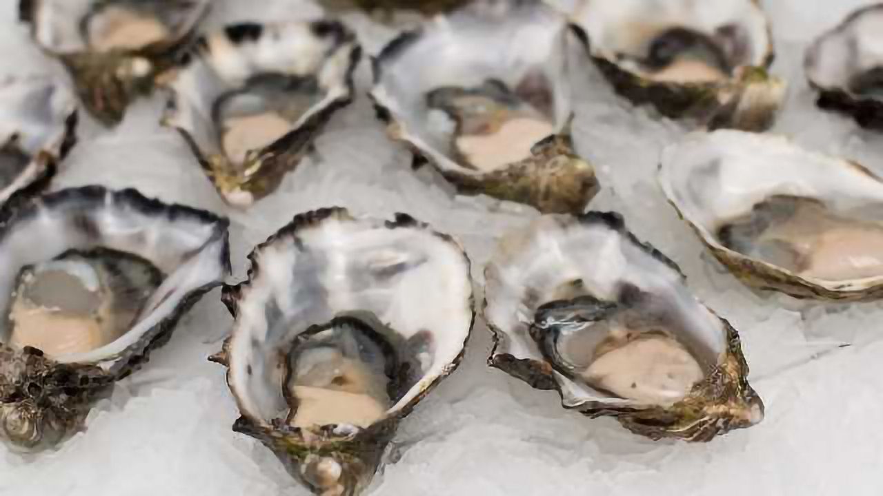 Oyster Gene Tool Set to Boost Yields