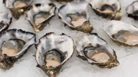 Oyster Gene Tool Set to Boost Yields