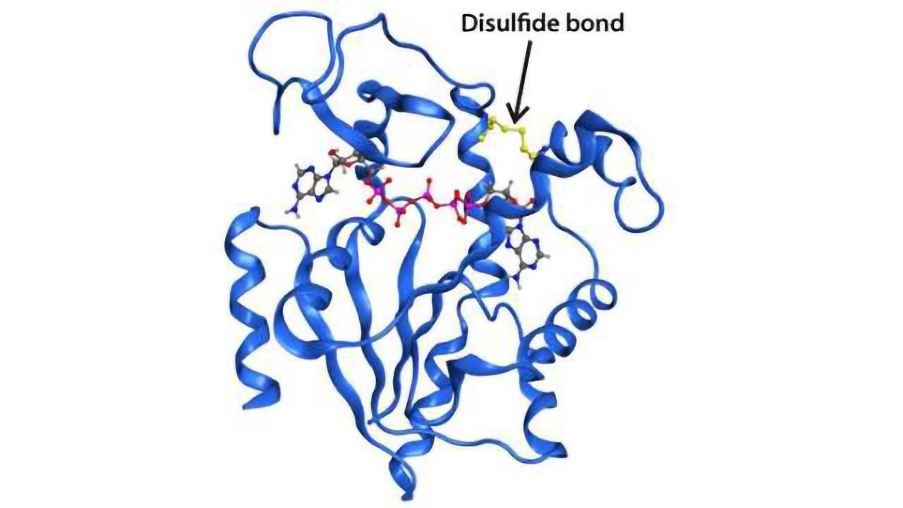 Mapping Structures and Functions of a Transient Enzyme State