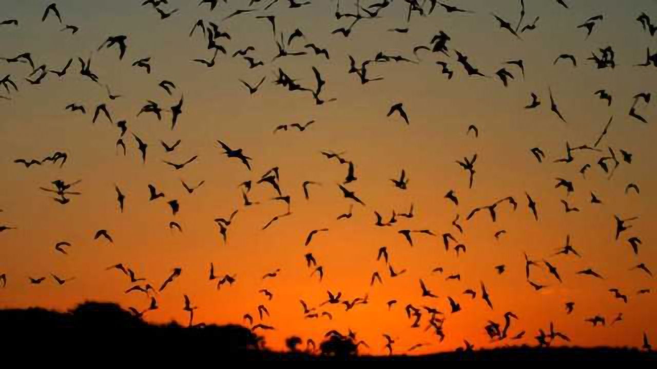 Bats Identified as Major Global Coronavirus Resevoir
