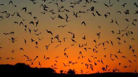 Bats Identified as Major Global Coronavirus Resevoir
