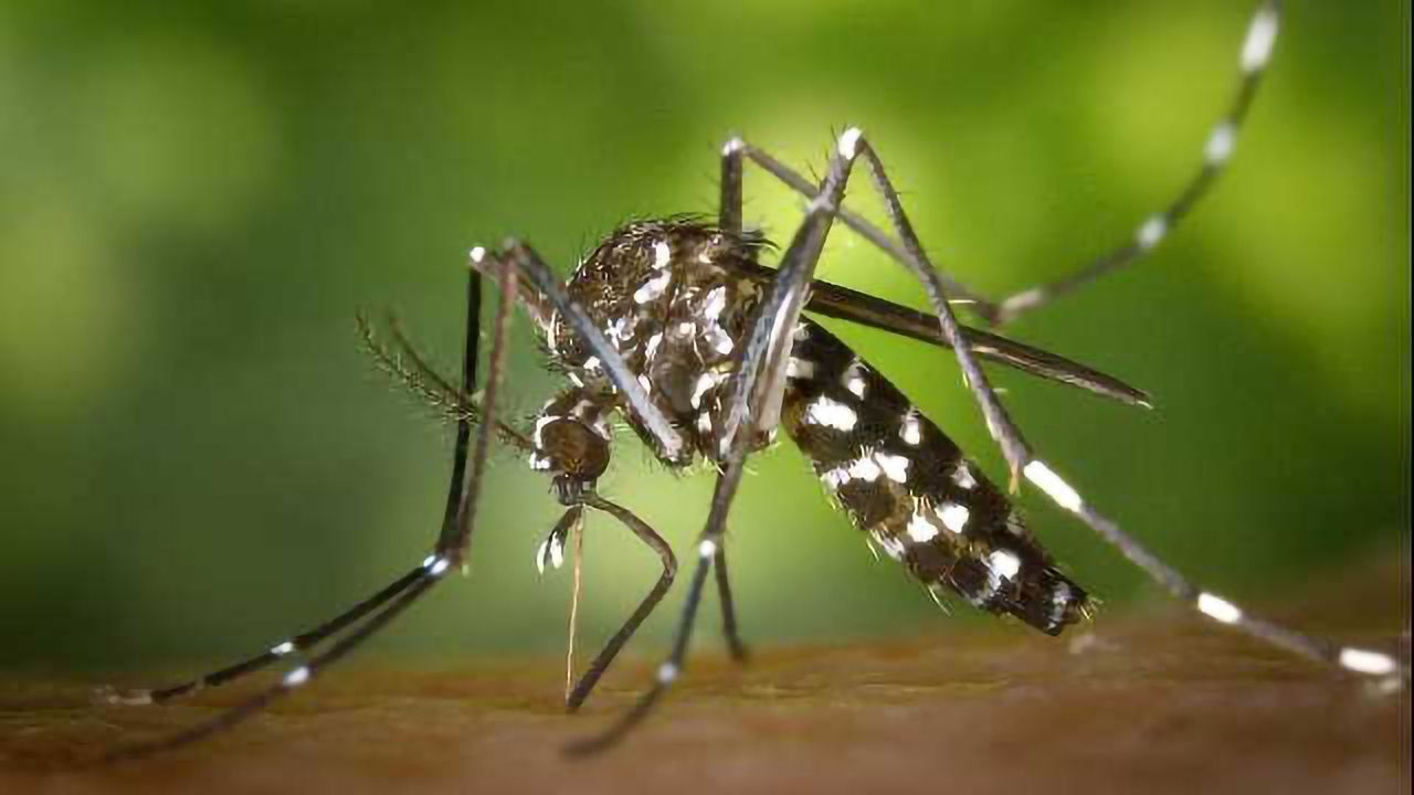 Eisai and Broad Institute Initiative to Further Develop Malaria Treatments