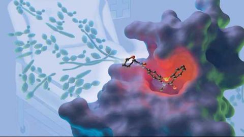 International Team Identify Druggable Target to Fight Fungus Candida Albicans