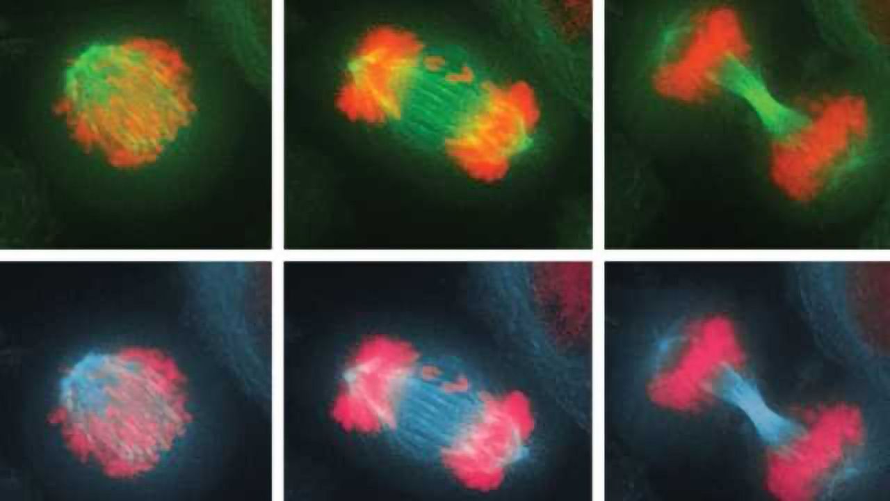 How Cells Combat Chromosome Imbalance