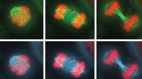 How Cells Combat Chromosome Imbalance