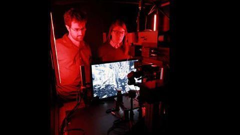 New Data and Analysis Tools Released for Allen Brain Observatory
