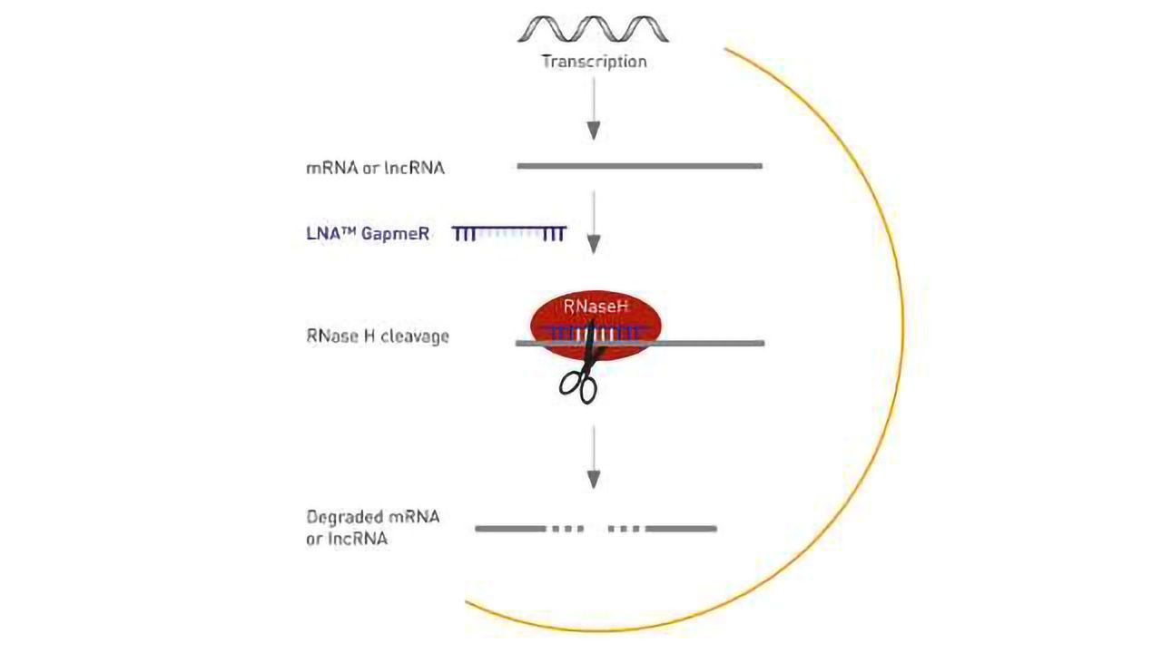 Efficient Silencing of mRNA and lncRNA with Fewer Off-target Effects