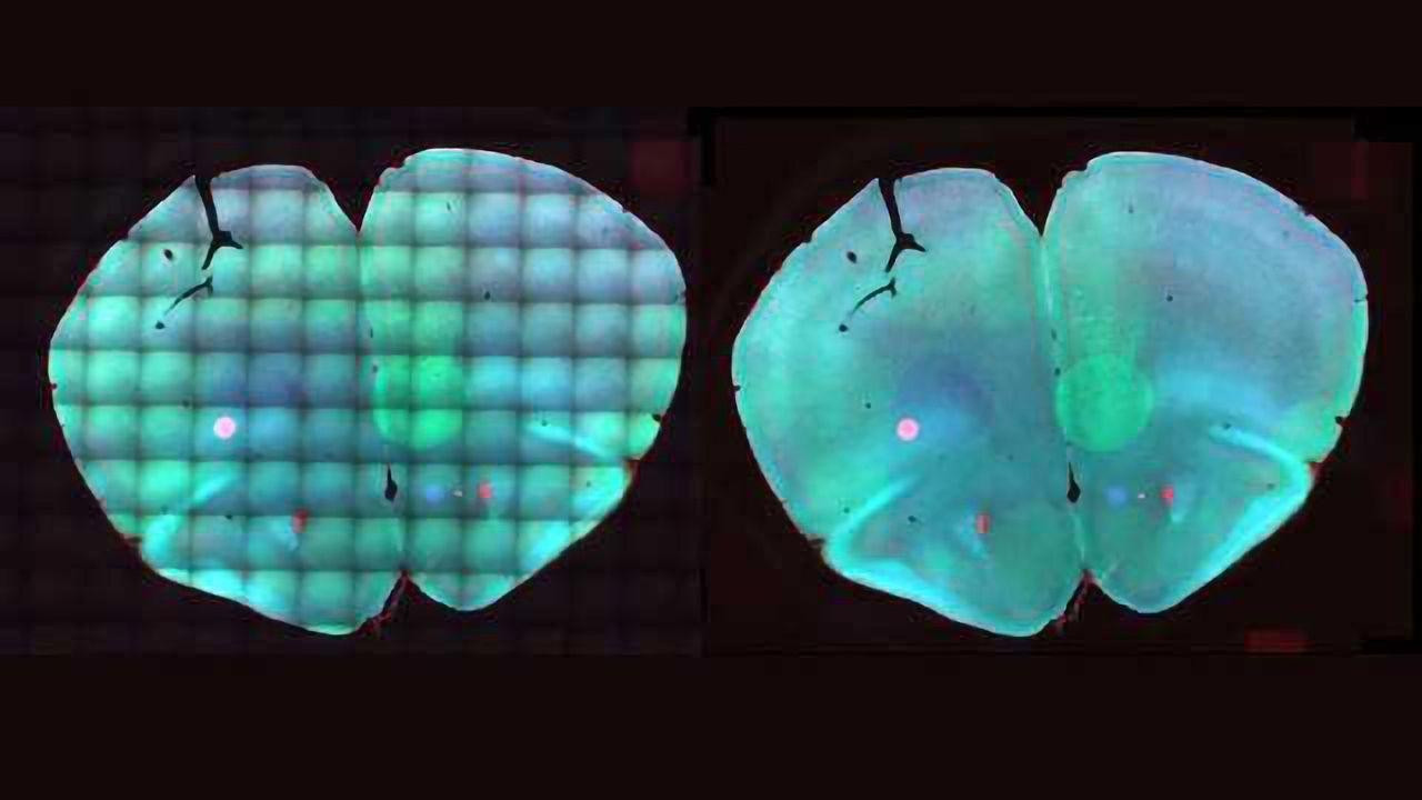 Clear View on Stem Cell Development