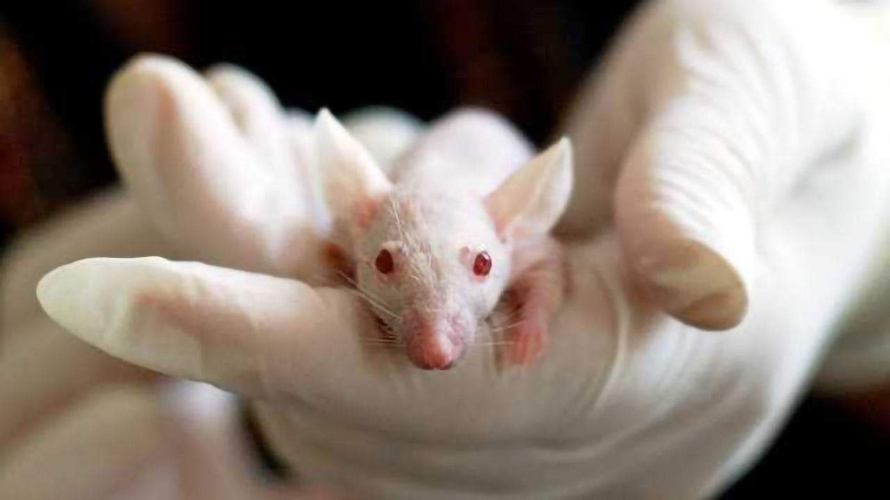 360 New Disease Models Identified in Lab Mouse Study