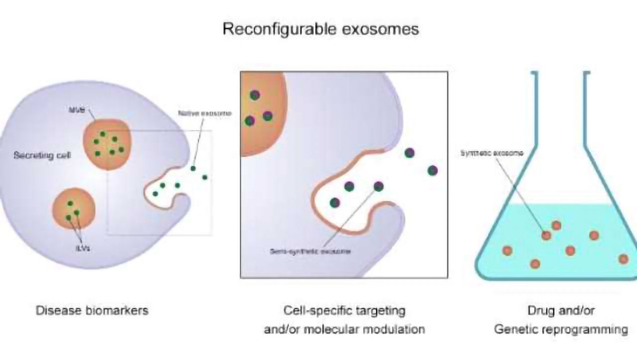 Exosomes Offer Significant Potential in Detecting and Treating Disease