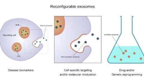 Exosomes Offer Significant Potential in Detecting and Treating Disease
