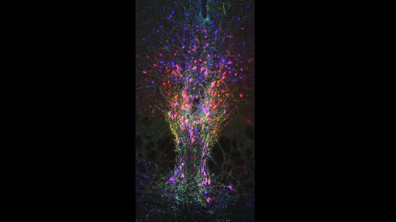 Neurocircuitry Underlying Arousal Uncovered