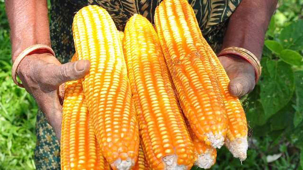EPA Quietly Approves First RNAi Insecticide