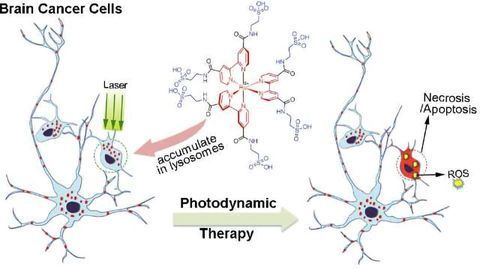 A Unique Amino Acid for Brain Cancer Therapy