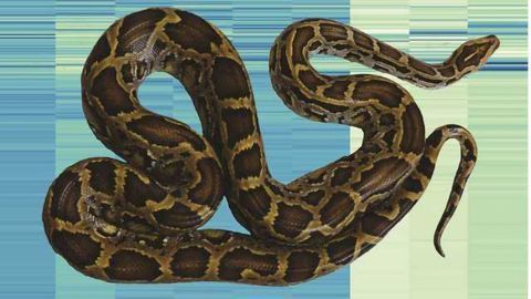 Secrets of the Genome: How pythons regenerate their organs