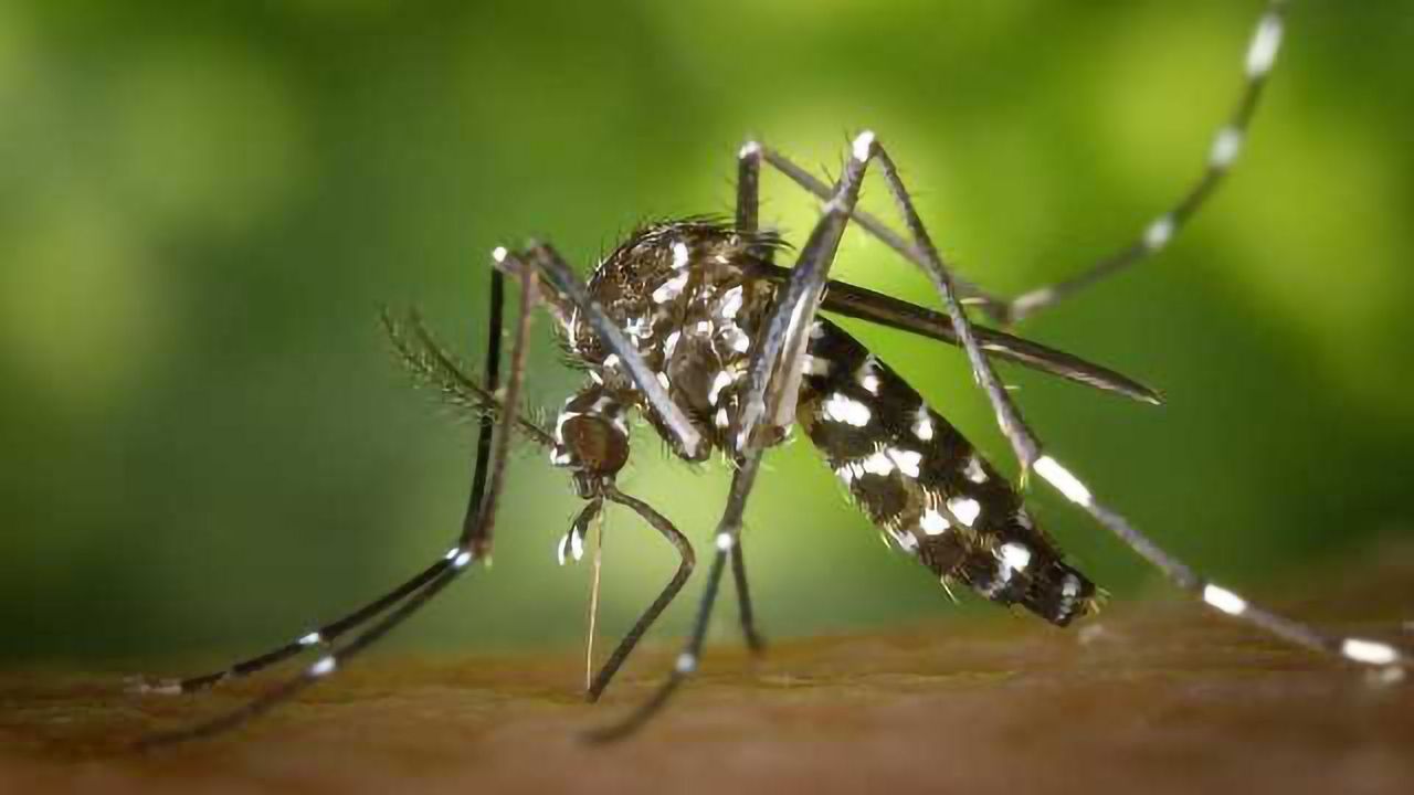 Could CRISPR Help End Mosquito-borne Diseases?