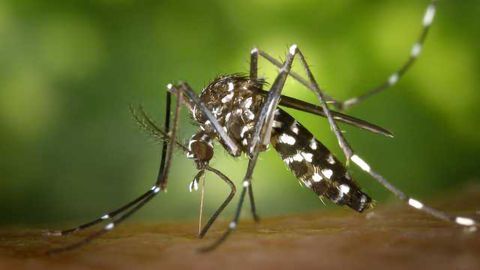 Could CRISPR Help End Mosquito-borne Diseases?