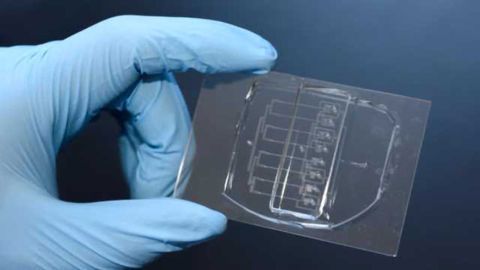 Cellular Guillotine Developed to Study Single-cell Wound Repair