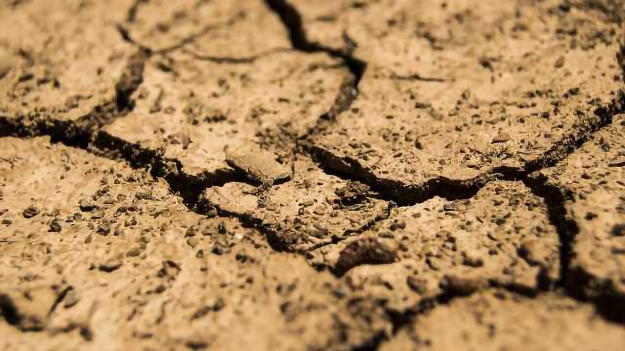 Revealing How Plants Cope with Drought, Cold