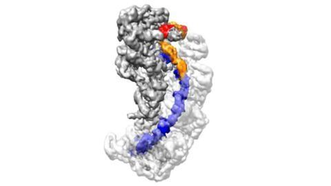 CRISPR Mechanism of Action Imaged at Near-atomic Resolution