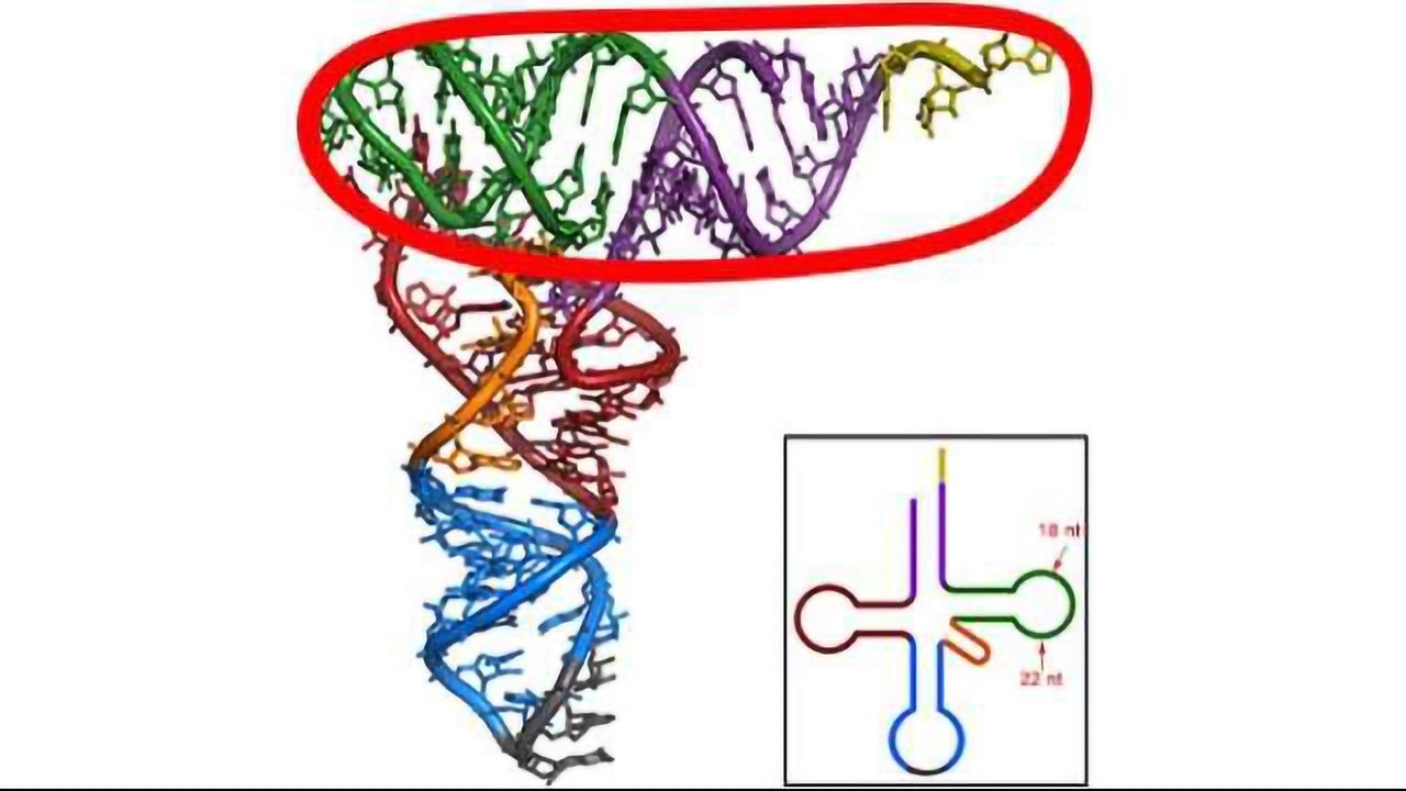 RNA Defense System Protects the Genome When it's Epigenetically Naked