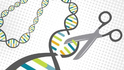 CRISPR: Screening the genome for potential off-target effects