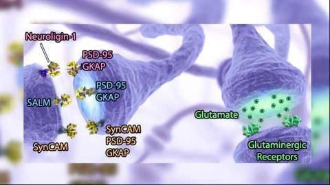 Permanent Price Reduction on Synaptic Markers