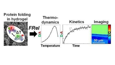 Direct Imaging of Protein Stability in Hydrogels