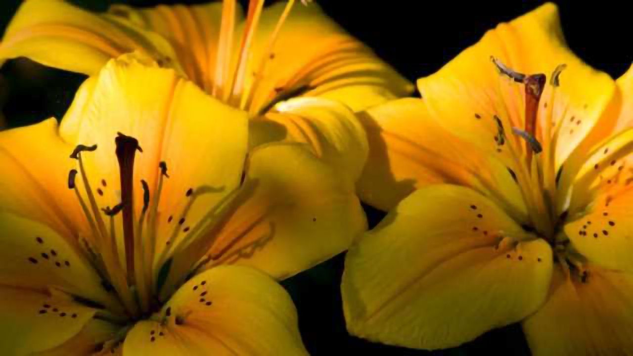 Flowers’ Genome Duplication Contributes to Their Spectacular Diversity