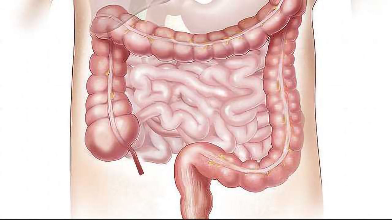 Digestive System Tissues Successfully Engineered