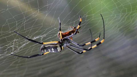 Peculiar Torsion Dynamical Response of Spider Dragline Silk to Improve Material Design