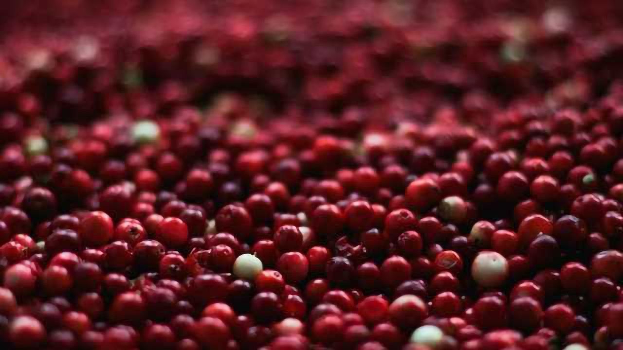 Cranberries May Help to Nourish Our Beneficial Gut Bacteria
