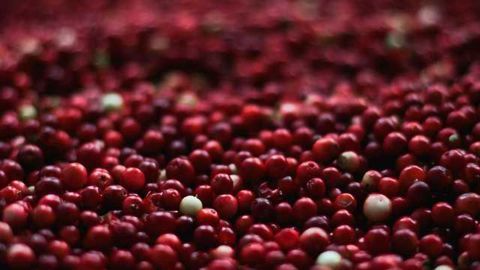 Cranberries May Help to Nourish Our Beneficial Gut Bacteria