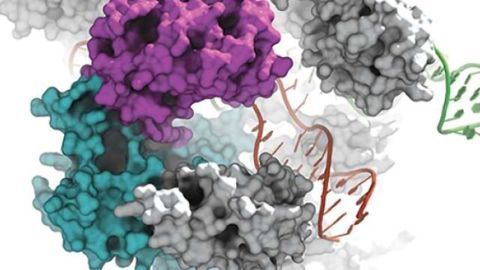 Broad Institute Joins Discussions to Improve Access to CRISPR Technology