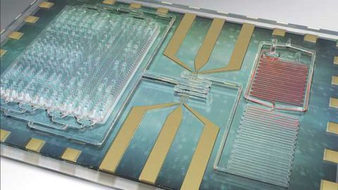 A Test to Detect Sepsis in a Single Drop of Blood