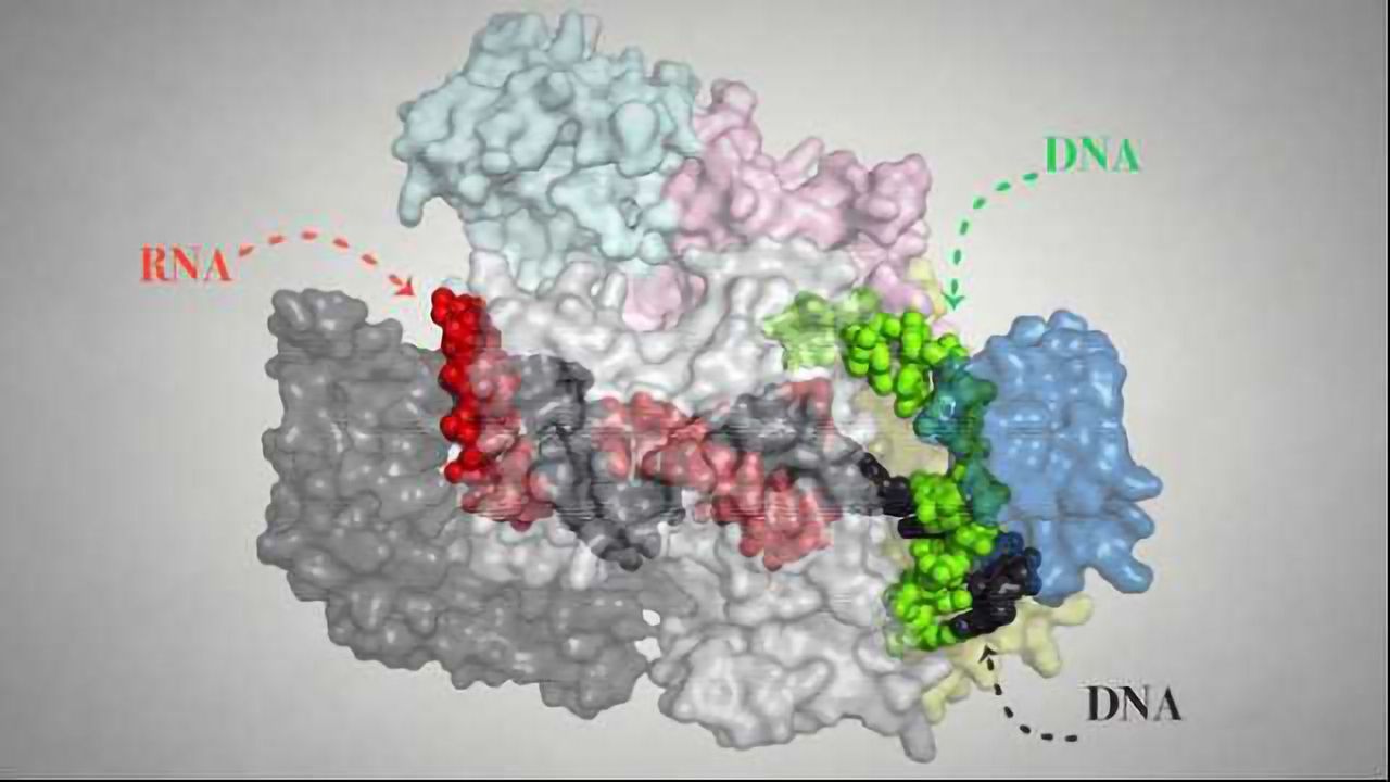 Improving Genome Editing: CRISPR Cpf1 mechanism visualized