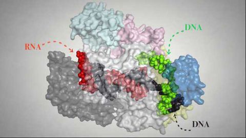 Improving Genome Editing: CRISPR Cpf1 mechanism visualized