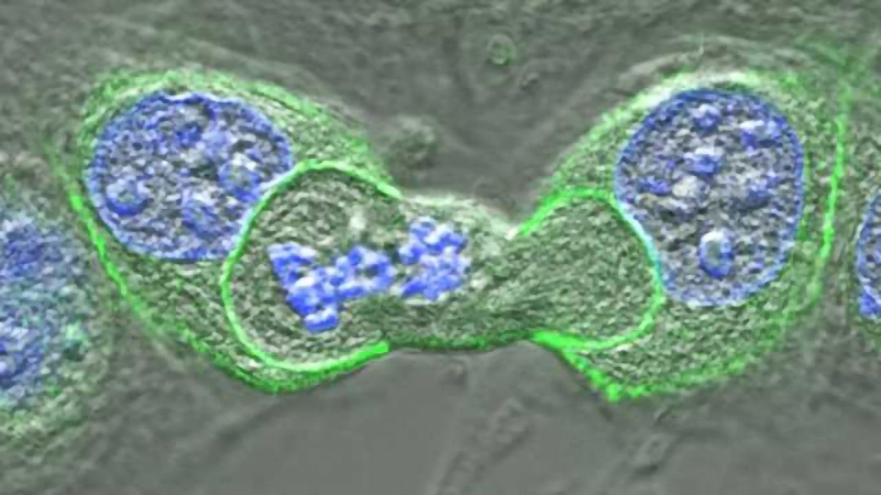 Cannibal Cells May Limit Cancer Growth