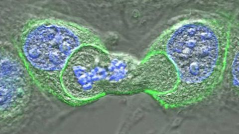Cannibal Cells May Limit Cancer Growth