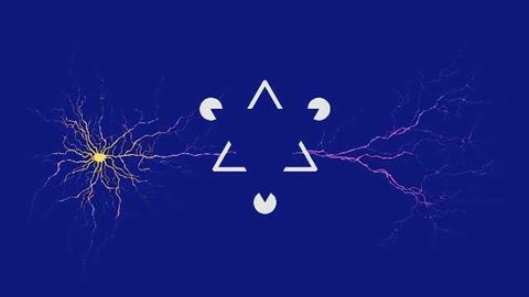 Synapses in the Brain Mirror the Structure of the Visual World