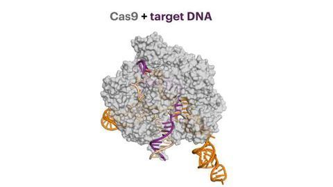 Anti-CRISPR Proteins Decrease Damaging Off-target Effects
