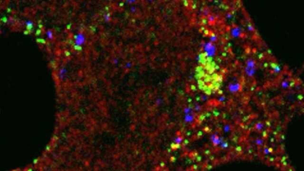 Light Shed on Disease-busting ‘Recycling Bins’ in our Cells