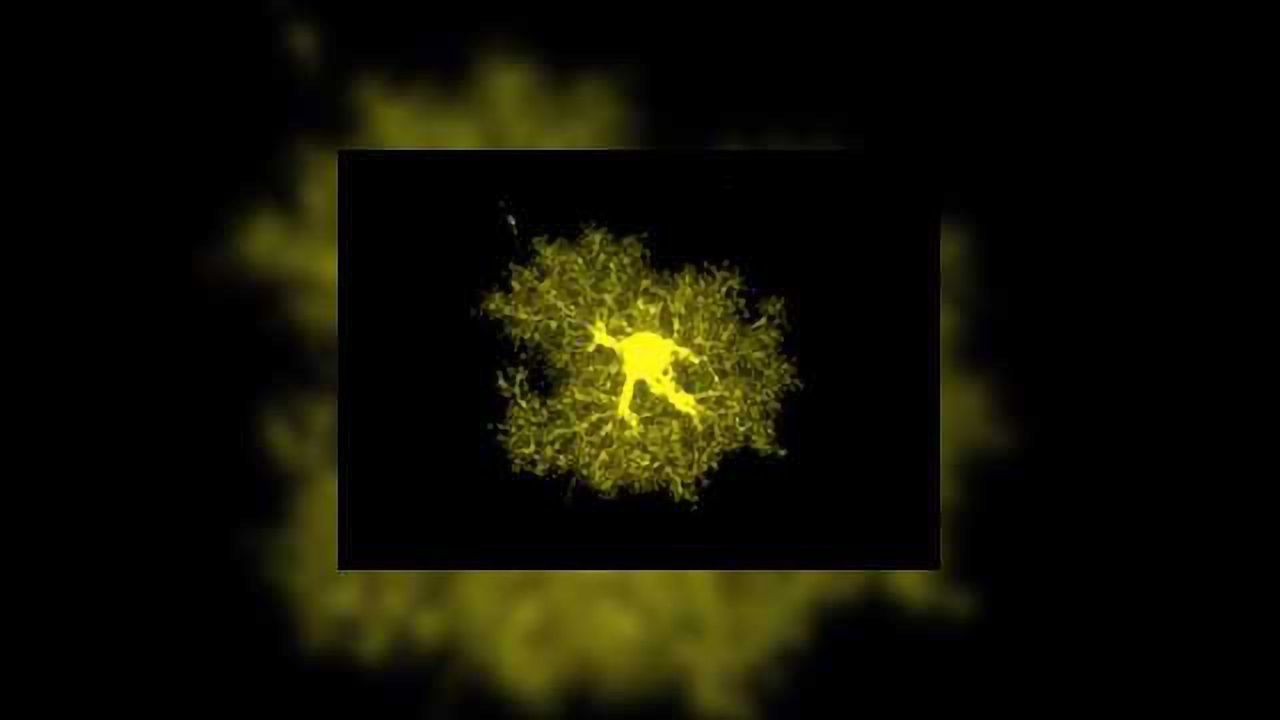 Transcriptomic, Proteomic, Morphological and Functional Profiling of Astrocytes