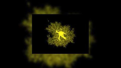 Transcriptomic, Proteomic, Morphological and Functional Profiling of Astrocytes