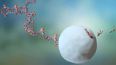 RNA Molecules Lives Are 10 Times Shorter Than Previously Thought